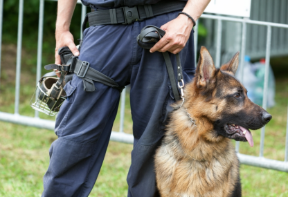 How Much Does a Dog Walker Cost? 2026 Price Guide