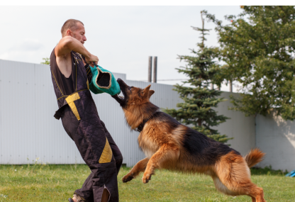 Loose-Leash Walking: 7 Tips to Stop Your Dog Pulling