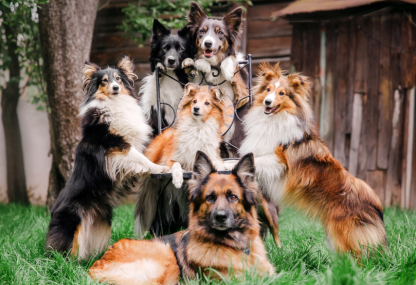 How Often Should You Walk Your Dog? A Guide by Age, Breed and Energy