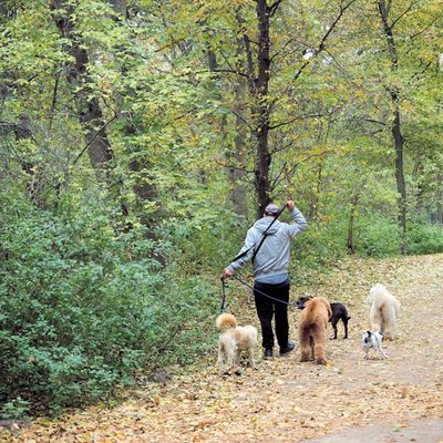 Ethan W., dog walker in Los Angeles, CA