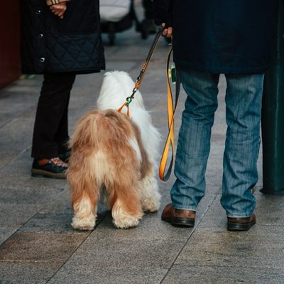 Lucia M., dog walker in Miami, FL