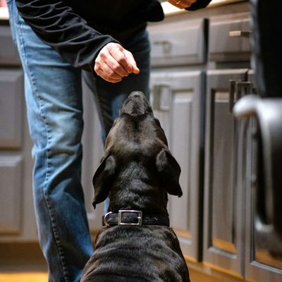 Peter R., dog walker in Boston, MA