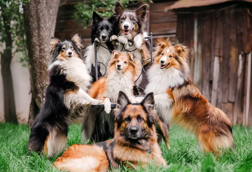 A group of happy dogs outdoors
