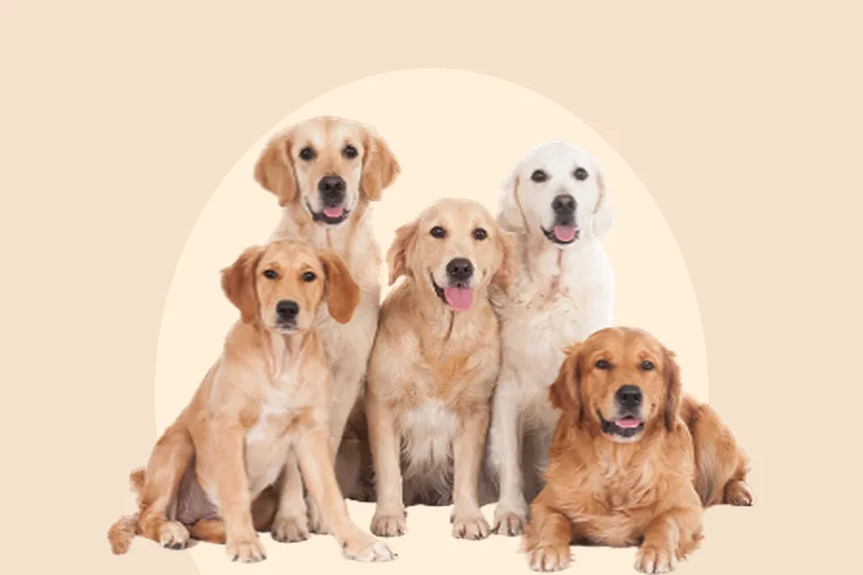 Dog Boarding