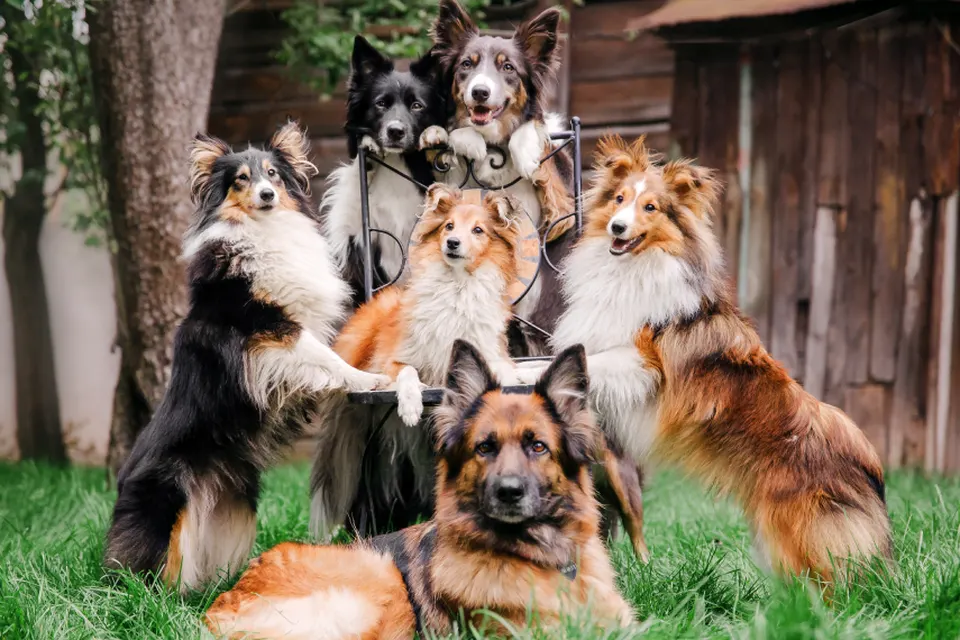 Doggy Day Care